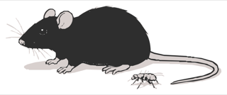 Drawing: rat and flea