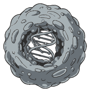 Drawing: ribosome