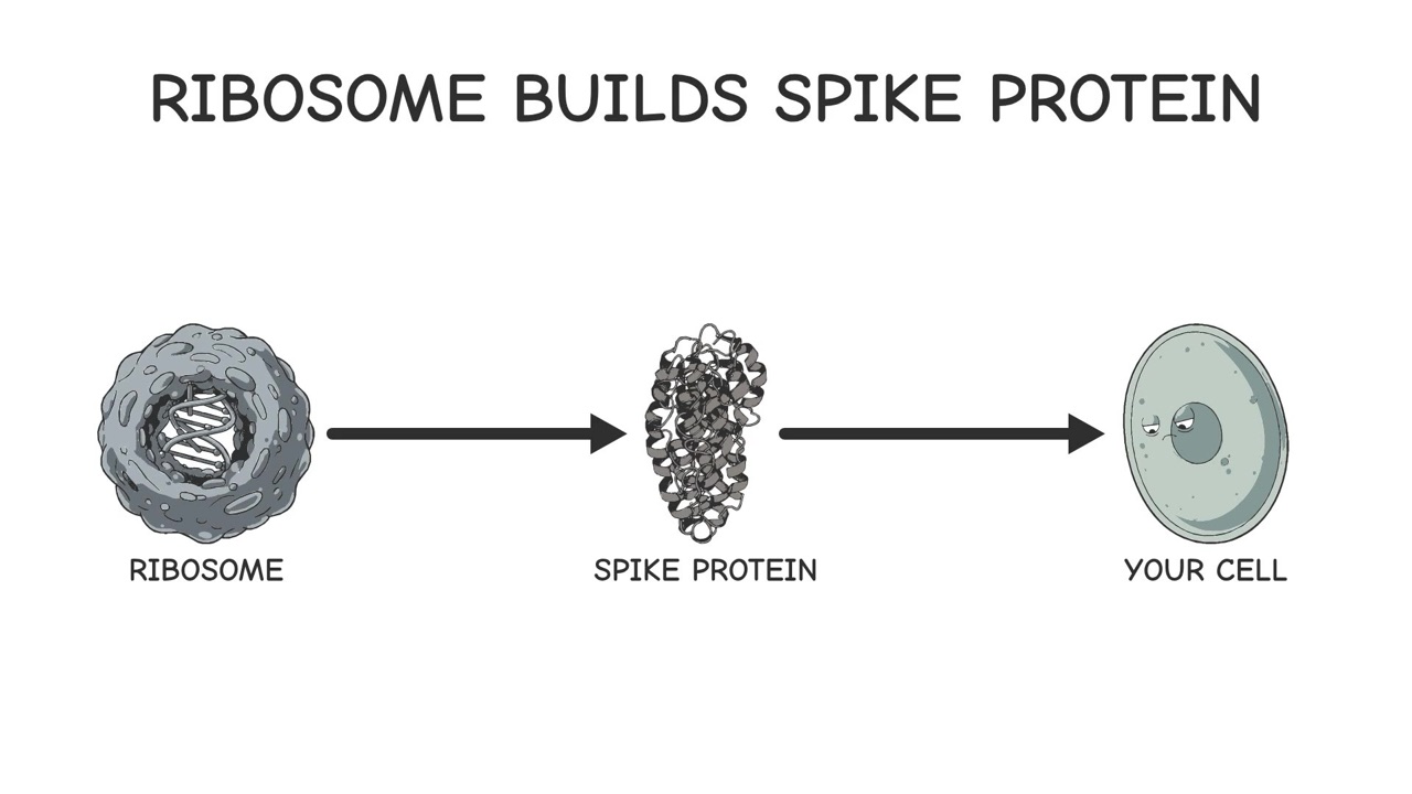 A frame from the mRNA vaccine video: ribosome, spike protein, cell